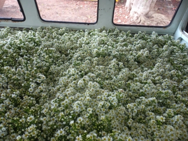 Imagem Flores áster branco para decoração Imagem Flores áster branco para decoração