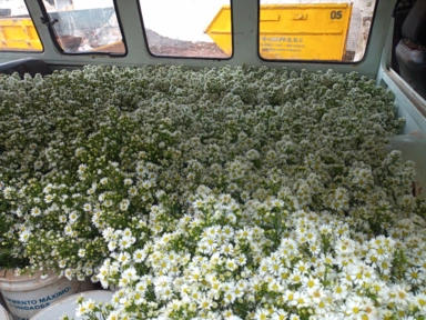 Imagem Flores áster branco para decoração Imagem Flores áster branco para decoração