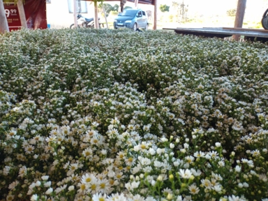 Imagem Flores áster branco para decoração Imagem Flores áster branco para decoração