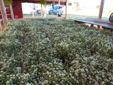 Imagem Flores áster branco para decoração Imagem Flores áster branco para decoração