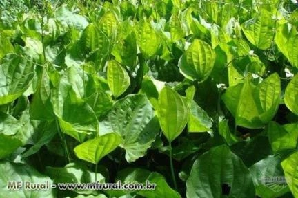 Chapéu de Couro Erva Medicinal (Fitoterápico) - Atacado Imagem Chapéu de Couro Erva Medicinal (Fitoterápico) - Atacado