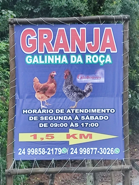 GALINHA POEDEIRA  051