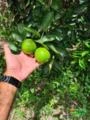 Limão Taiti - direto do produtor - RJ