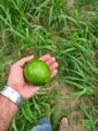Limão Taiti - direto do produtor - RJ