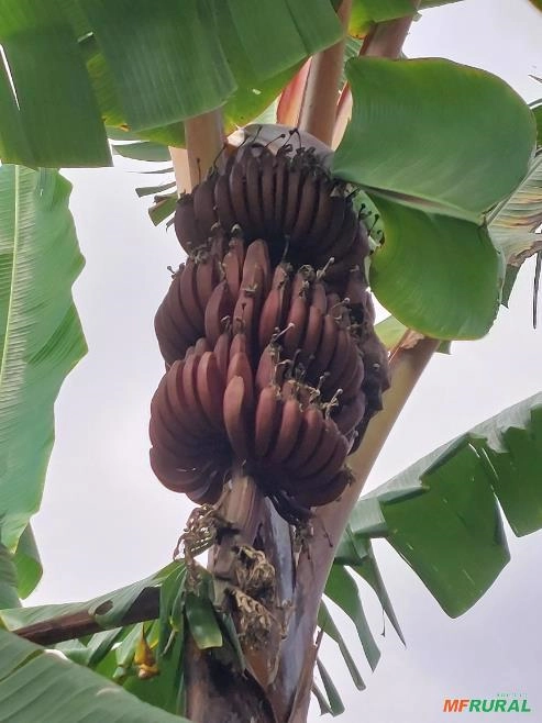 Mudas de bananas Imagem Mudas de bananas