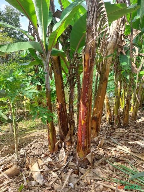 Imagem Mudas de bananas Imagem Mudas de bananas