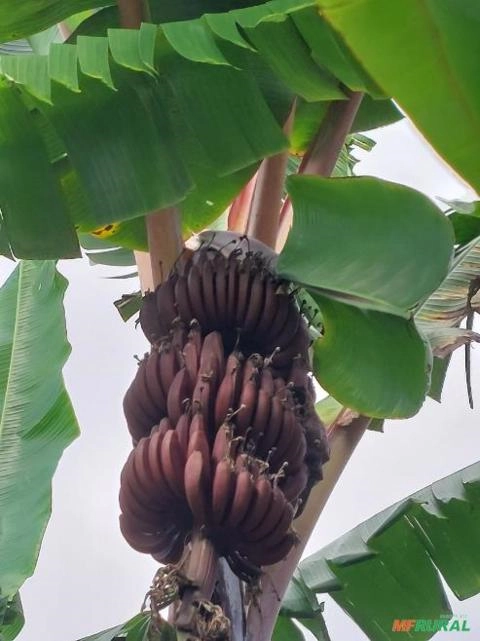 Imagem Mudas de bananas Imagem Mudas de bananas