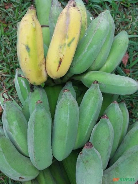 Imagem Mudas de bananas Imagem Mudas de bananas