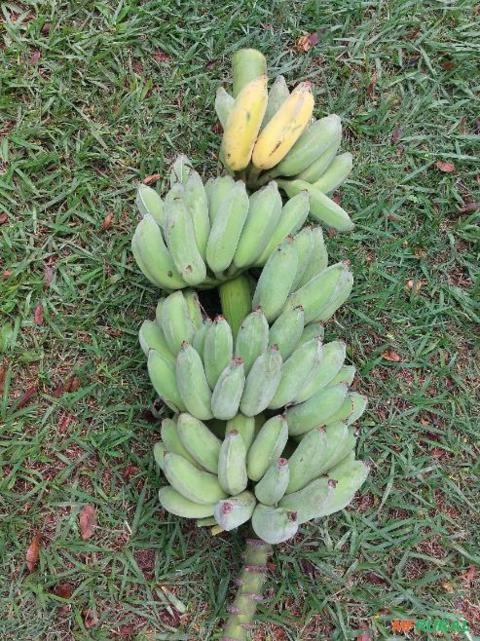 Imagem Mudas de bananas Imagem Mudas de bananas