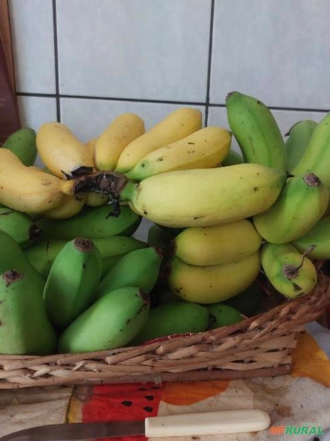 Imagem Mudas de bananas Imagem Mudas de bananas