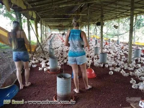 Granja de aves na AMAZONIA