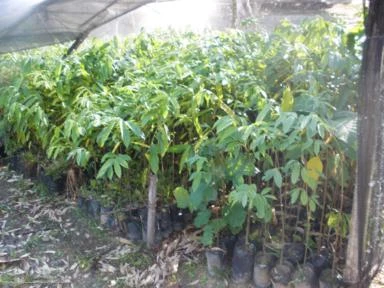 Fazenda de frute-cultura situada no Sana RJ a venda completa