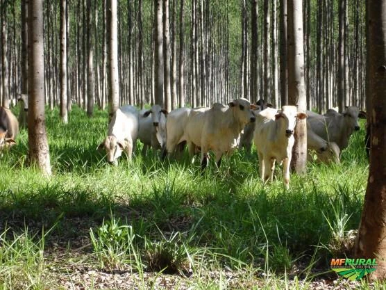 Fazenda de eucalipto para colocação de gado - Região Vale do Paraíba