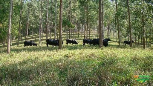 Fazenda de eucalipto para colocação de gado - Região Vale do Paraíba