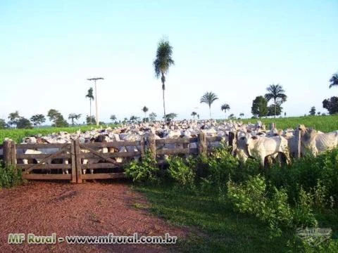 Fazenda para soja, cana, laranja, pecuária, interior de são Paulo, Echaporã, Marília, Assis, platina