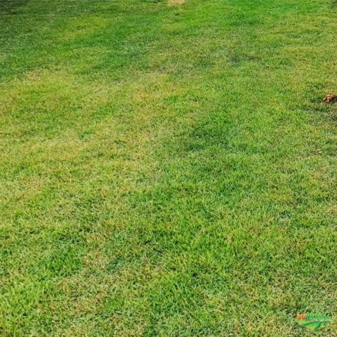 Mudas de gramas de todos os tipos para todo o Brasil Imagem Mudas de gramas de todos os tipos para todo o Brasil