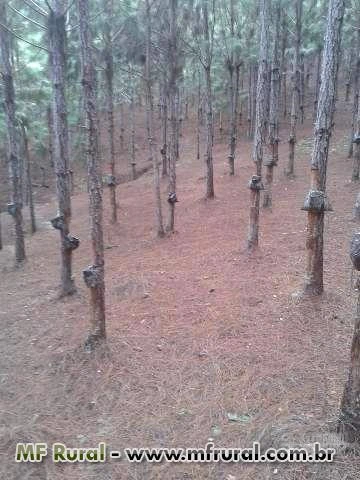 Vendo Fazenda de Pinus Elliotti