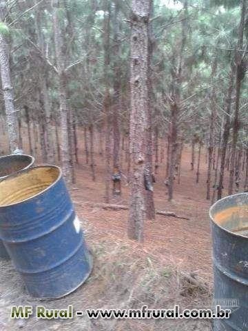 Vendo Fazenda de Pinus Elliotti