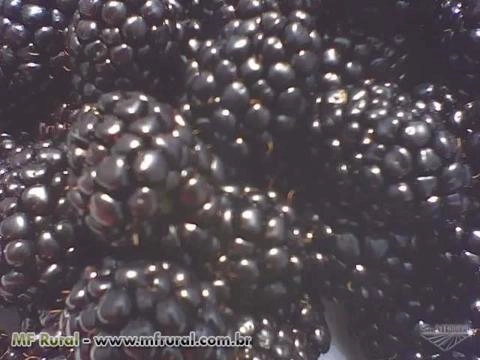 Amora IQF Imagem Amora IQF