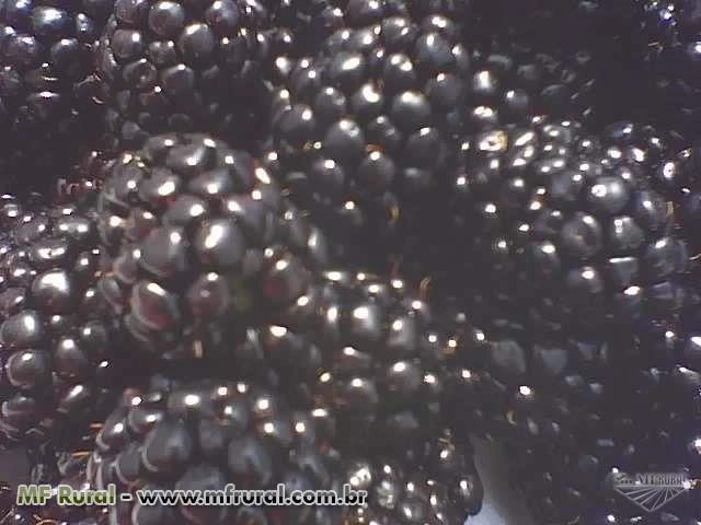 Amora IQF Imagem Amora IQF