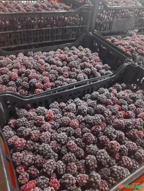 Imagem Amora IQF Imagem Amora IQF