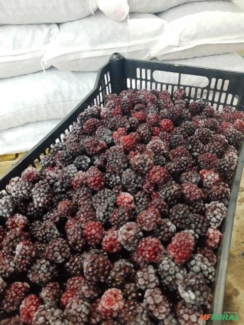 Imagem Amora IQF Imagem Amora IQF