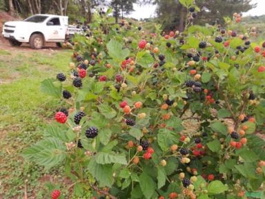 Imagem Amora IQF Imagem Amora IQF