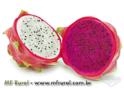 Mudas de Pitaya Imagem Mudas de Pitaya