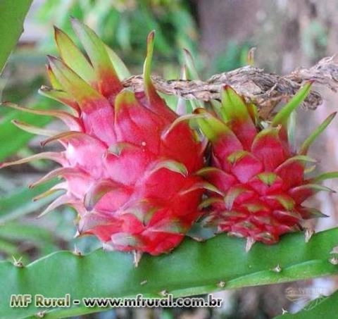 Mudas de Pitaya Imagem Mudas de Pitaya