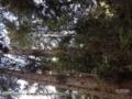 vendo torras de eucalipto e pinus de 45 anos de idade