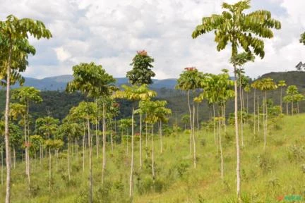 FAZENDA SANTA CECILIA EM ITABIRITO