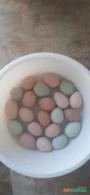Ovos caipira