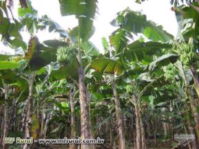 Vendo Banana Terra - Valença Bahia