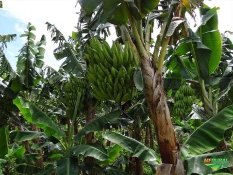 Vendo Banana Terra - Valença Bahia