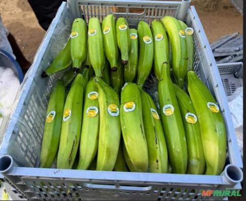 Imagem Vendo Banana Terra - Valença Bahia Imagem Vendo Banana Terra - Valença Bahia