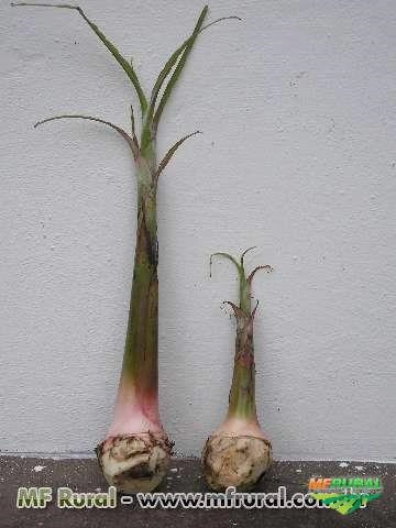 Mudas Banana Terra - Valença Bahia (73) Imagem Mudas Banana Terra - Valença Bahia (73)