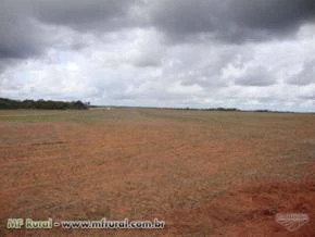 Parceiro/Investidor para desenvolvimento de Atividade Agrícola no Estado do Tocantins