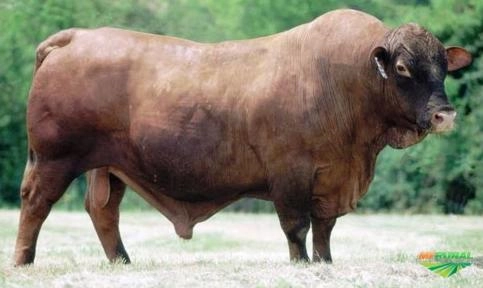 Receptoras Prenhes de SENEPOL PO Imagem Receptoras Prenhes de SENEPOL PO