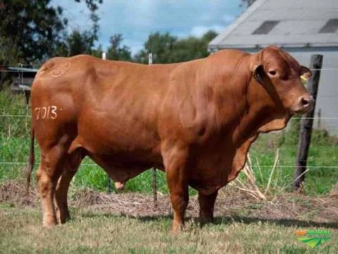 Imagem Receptoras Prenhes de SENEPOL PO Imagem Receptoras Prenhes de SENEPOL PO