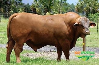 Imagem Receptoras Prenhes de SENEPOL PO Imagem Receptoras Prenhes de SENEPOL PO