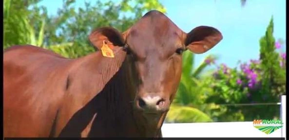 Imagem Receptoras Prenhes de SENEPOL PO Imagem Receptoras Prenhes de SENEPOL PO