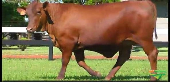 Imagem Receptoras Prenhes de SENEPOL PO Imagem Receptoras Prenhes de SENEPOL PO