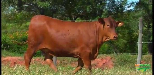 Imagem Receptoras Prenhes de SENEPOL PO Imagem Receptoras Prenhes de SENEPOL PO