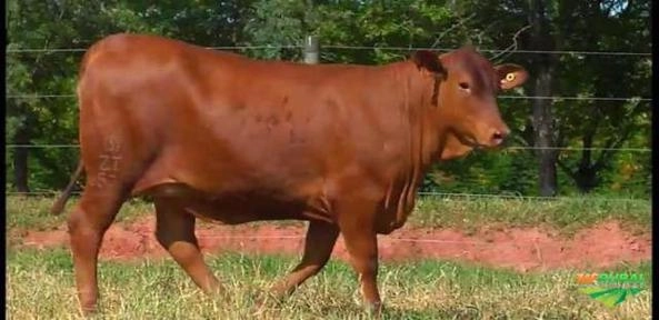 Imagem Receptoras Prenhes de SENEPOL PO Imagem Receptoras Prenhes de SENEPOL PO