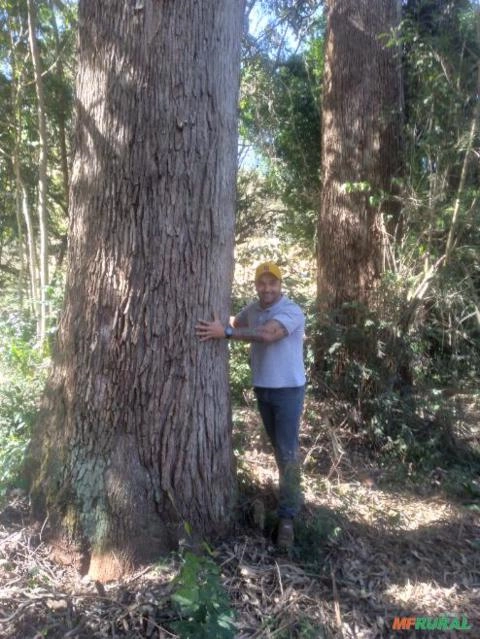 Compro TORA DE PINUS Imagem Compro TORA DE PINUS