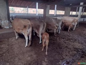 Vacas Jersey Vale Paraíba