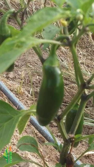 Pimenta Jalapeno Imagem Pimenta Jalapeno