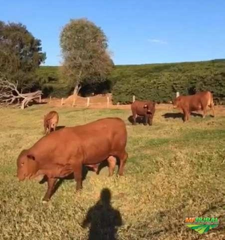 Touros Senepol PO Imagem Touros Senepol PO