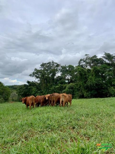 Imagem Touros Senepol PO Imagem Touros Senepol PO