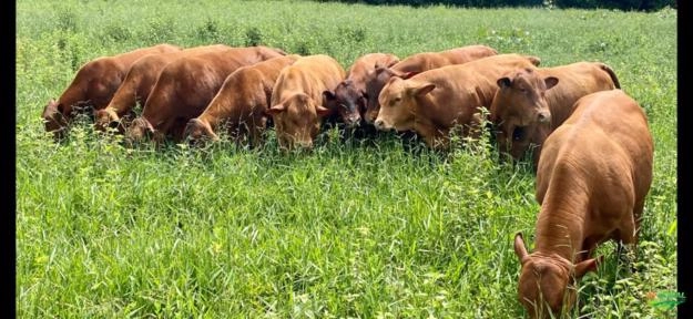 Imagem Touros Senepol PO Imagem Touros Senepol PO